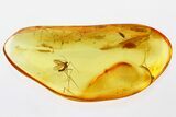 Detailed Fossil Moth Fly (Hoffeinsodes) In Baltic Amber - Rare Genus #335557-1